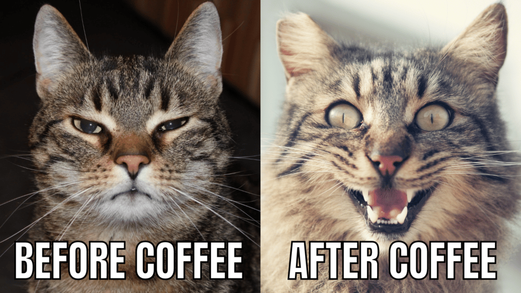 cat with coffee meme before after