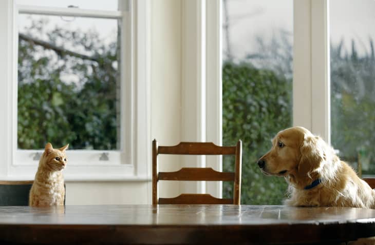 Ginger tabby cat and golden retriever sitting at dining table